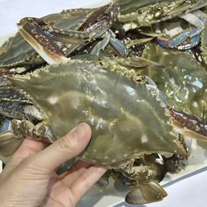 국내 서해산 제철 활 숫꽃게 1kg 3~4미 (14,320원/무배)