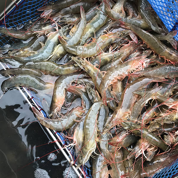 활흰다리새우 30-40미 1kg(15,960원/무료)