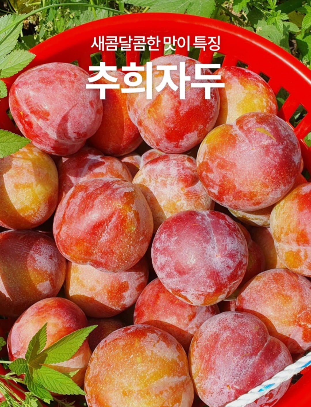 추희자두 3kg 고당도 150g 20개 내외 20,900원 / 무배