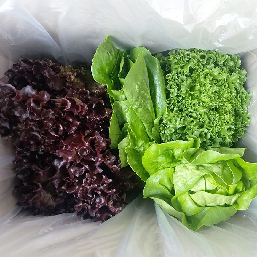 유러피안 샐러드 채소 모음 1kg 2~4종 (7,260원/무료)