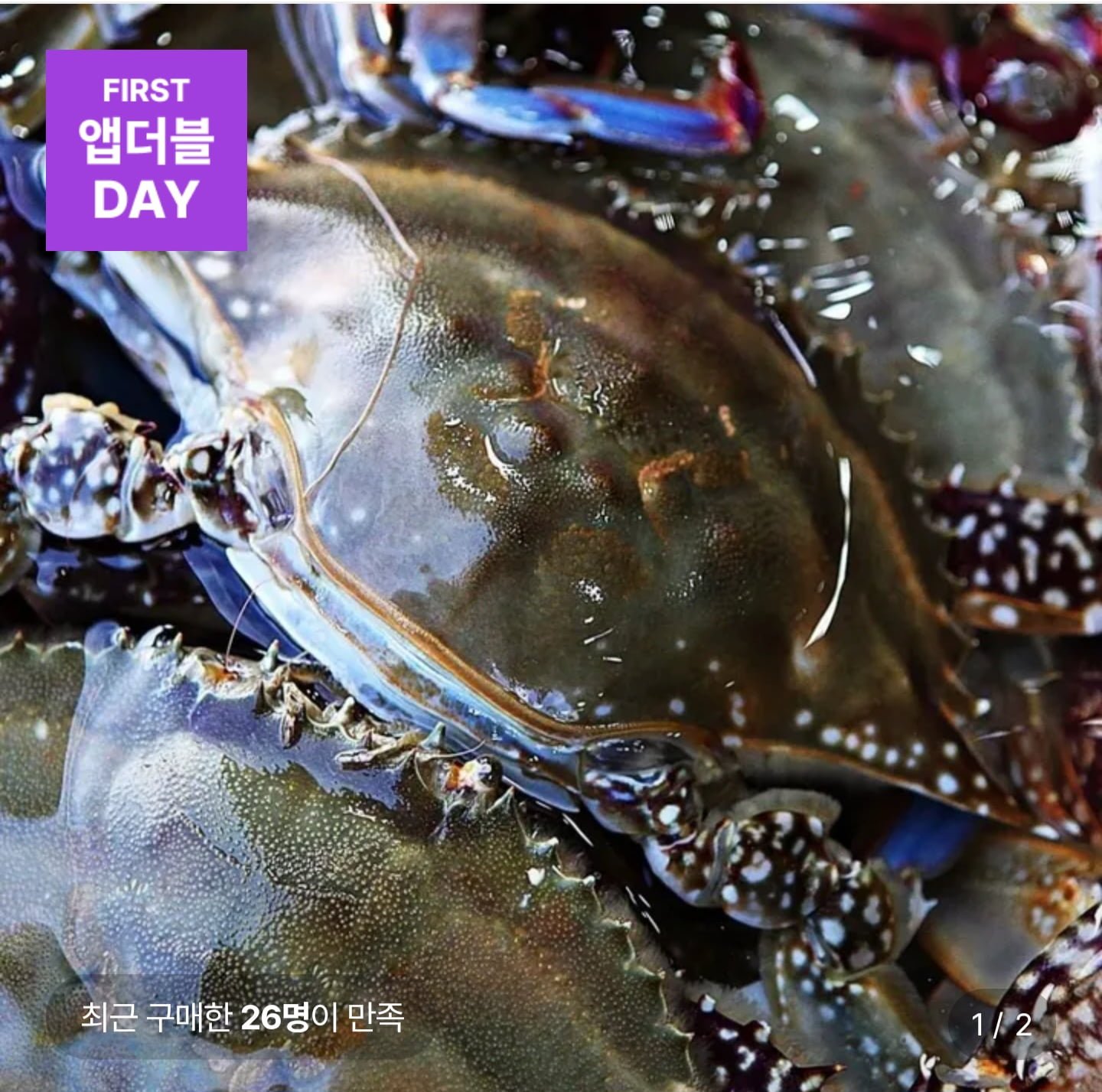 당일조업 제철 활 숫꽃게 2kg (kg당 1-3미)(18,970원/무료)